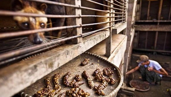 Caged civet