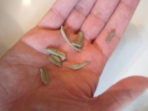 Limescale removed from La Pavoni heating element