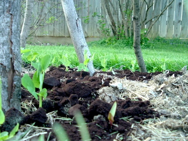 Coffee grounds to protect plants