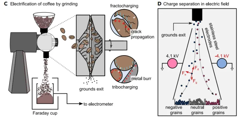 Moistened coffee beans for RDT