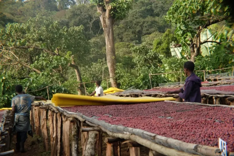 Natural dry processing method