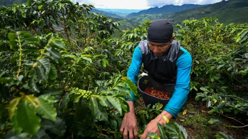 Coffee plantation in terroir context