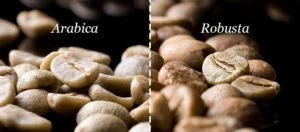Arábica vs Robusta