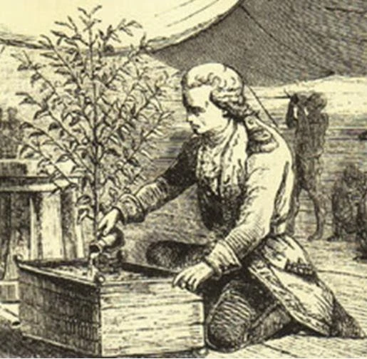 Gabriel de Clieu y su cafeto