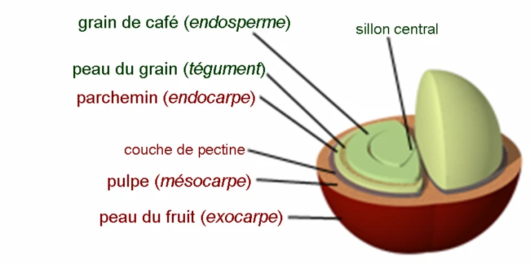 Café transformado según diferentes métodos