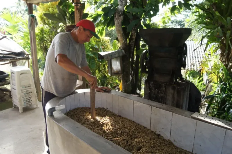 Fermentación en agua (etapa 2)