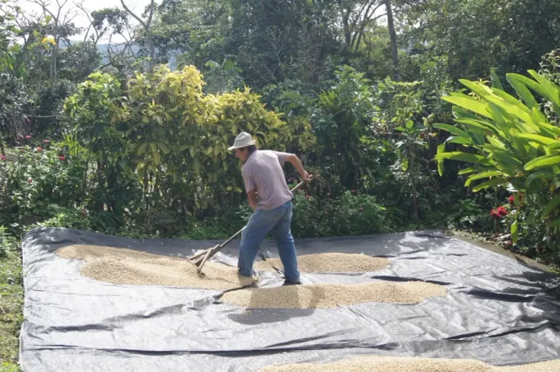 Secado del café pergamino (etapa 4)