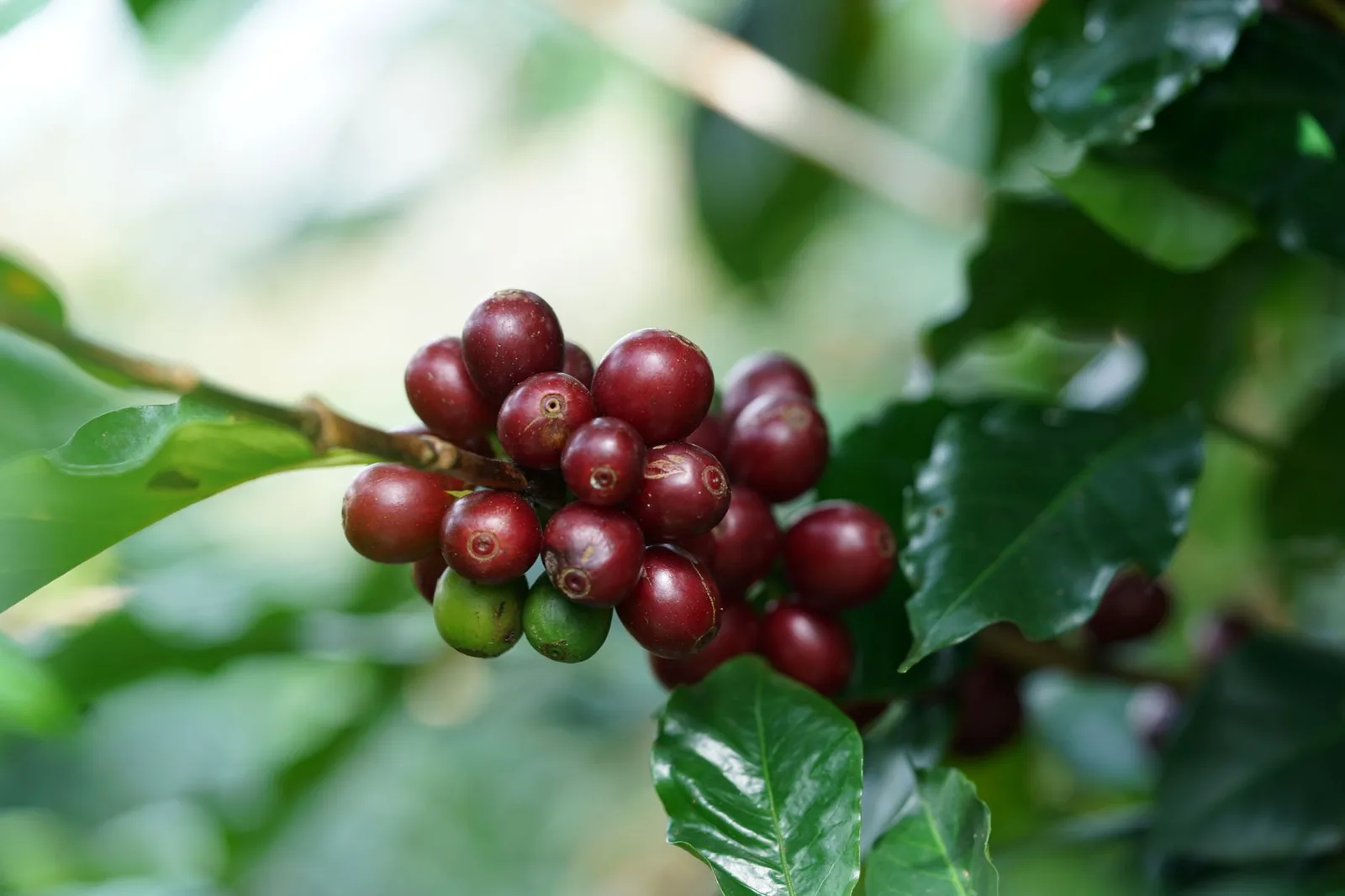 Hybrides F1 : variétés de café résistantes aux maladies