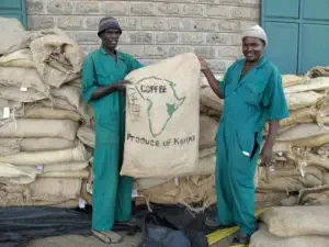 Coffee harvest in Kenya