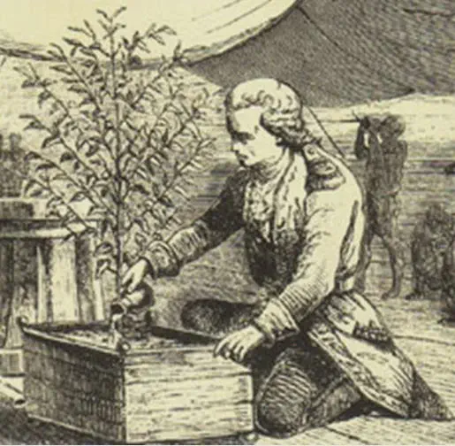 Gabriel de Clieu and his coffee tree