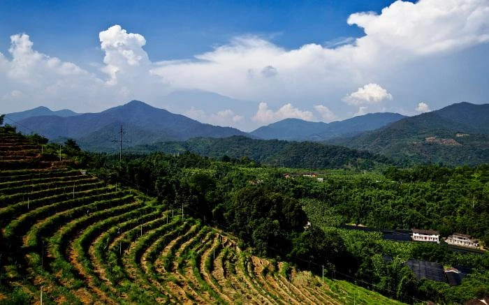 Coltivazione di caffè in Giamaica