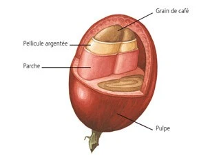 コーヒーチェリーの構造